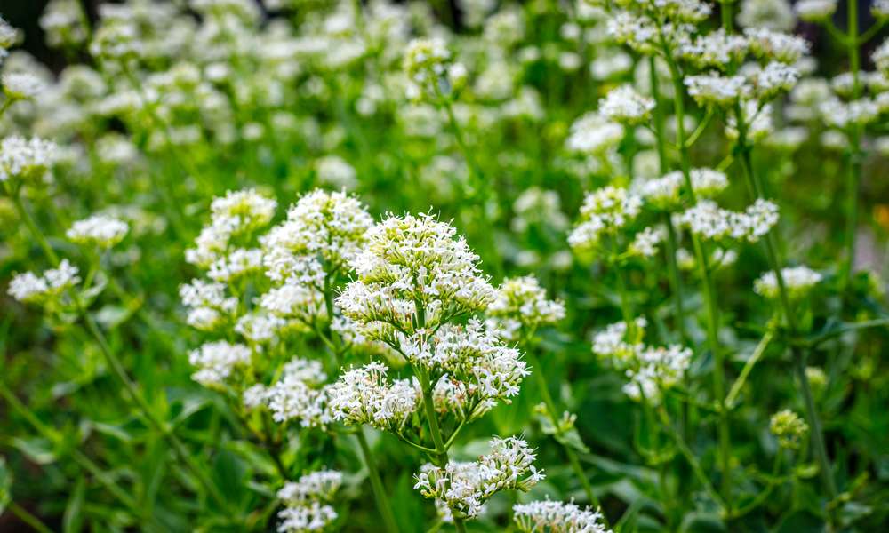 La valériane officinale, qui attire les mangeurs de pucerons