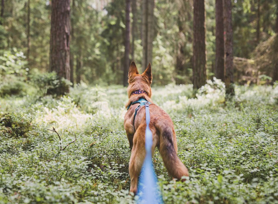 Le harnais est bien adapté aux chiens qui démarrent brusquement ou qui tirent