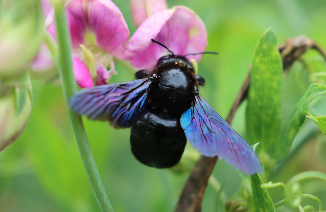 Abeille Solitaire 5 faits surprenants sur les abeilles solitaires - Jardiland