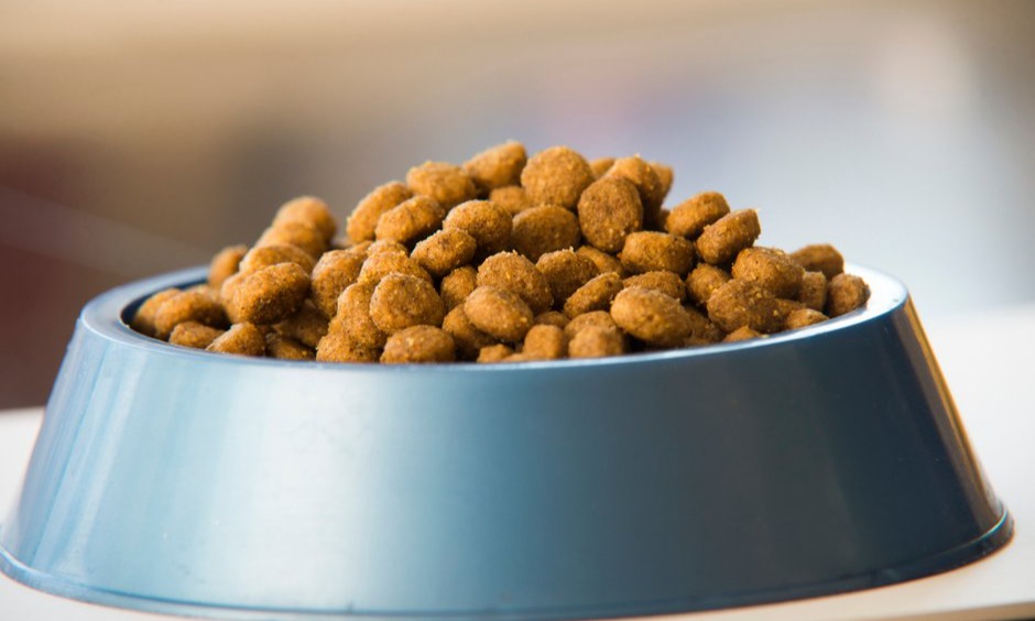 Les croquettes pour chien stérilisé sont riches en protéines et en fibres
