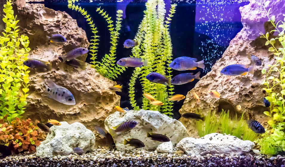 Poissons Avec Aquarium De 60L Et Accessoires - 33140 