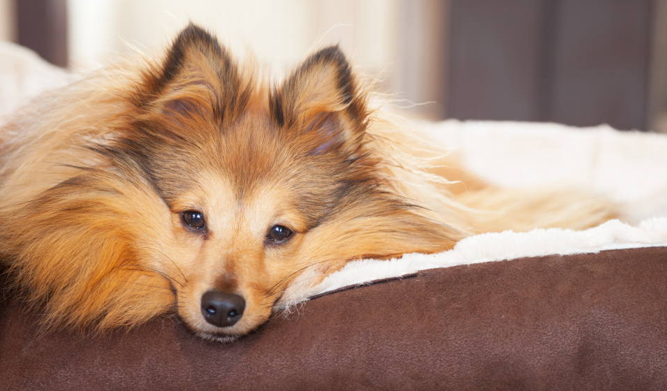 Un chien sheltie se repose dans son panier moelleux
