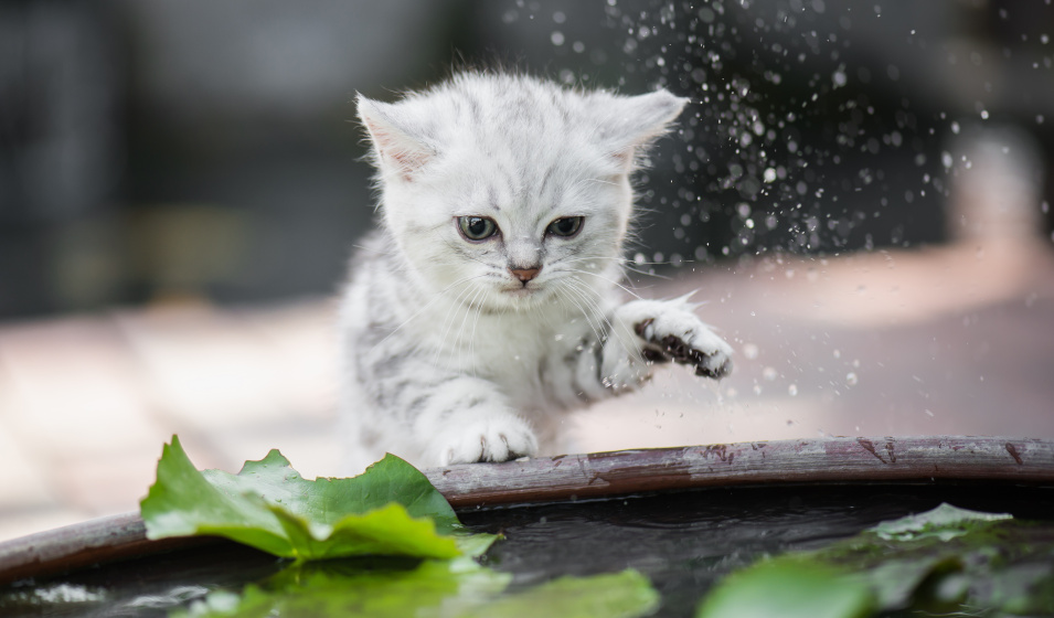 Il est possible d'habituer un petit chaton à l'eau ! 