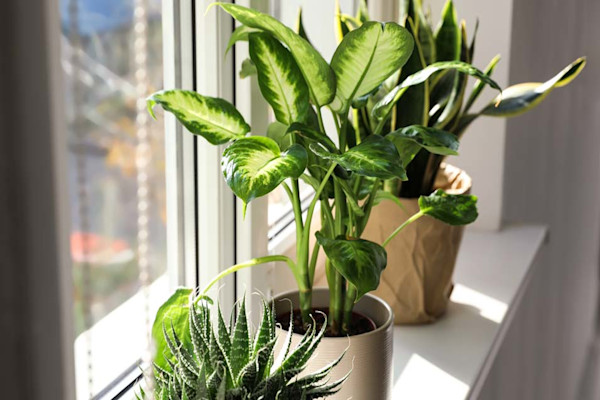 Le spot parfait des plantes vertes