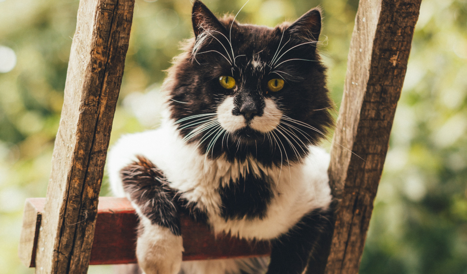 idées nom chat U 2023 3