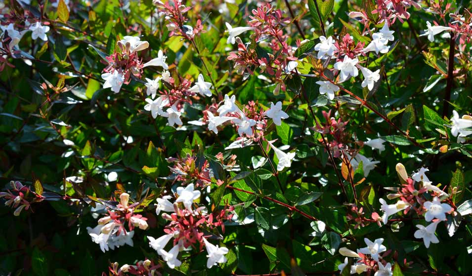 La grâce florifère