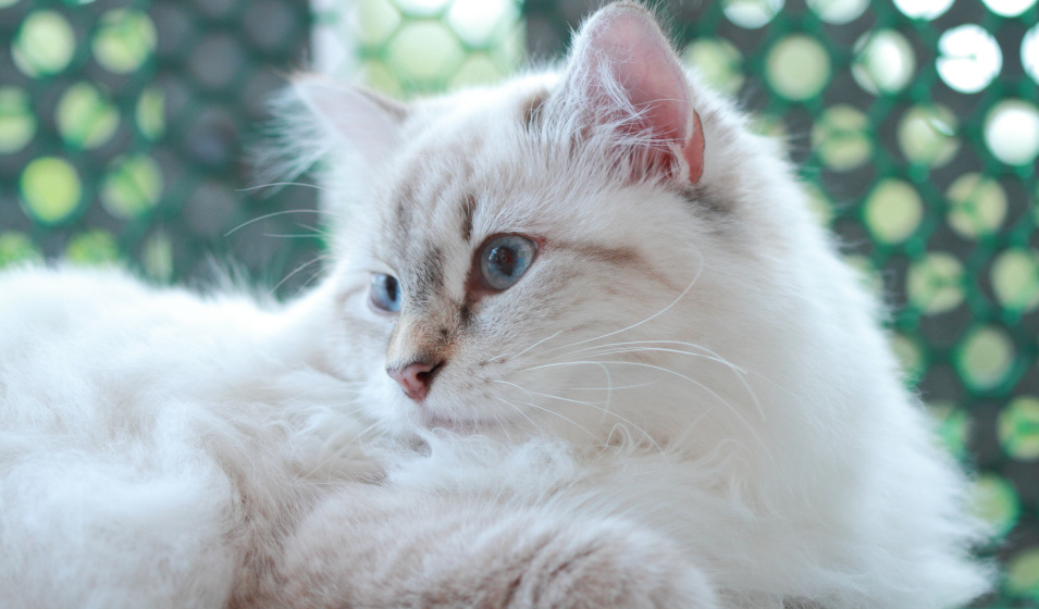 La fourrure d'un chat lui est très utile ! 