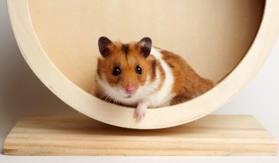 Hamster