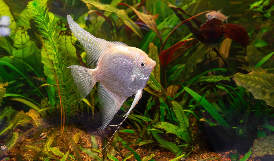 Les 8 poissons les plus adaptés pour les aquariophiles débutants - Jardiland