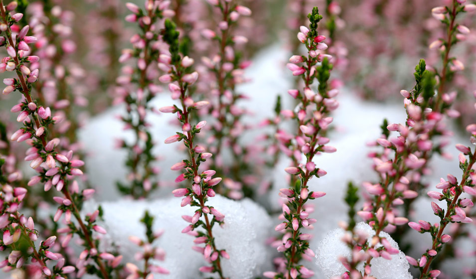 Comment aider les plantes d'extérieur à passer l'hiver ?