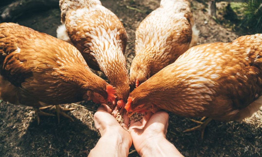 Les poules sont des animaux sociables et attachants