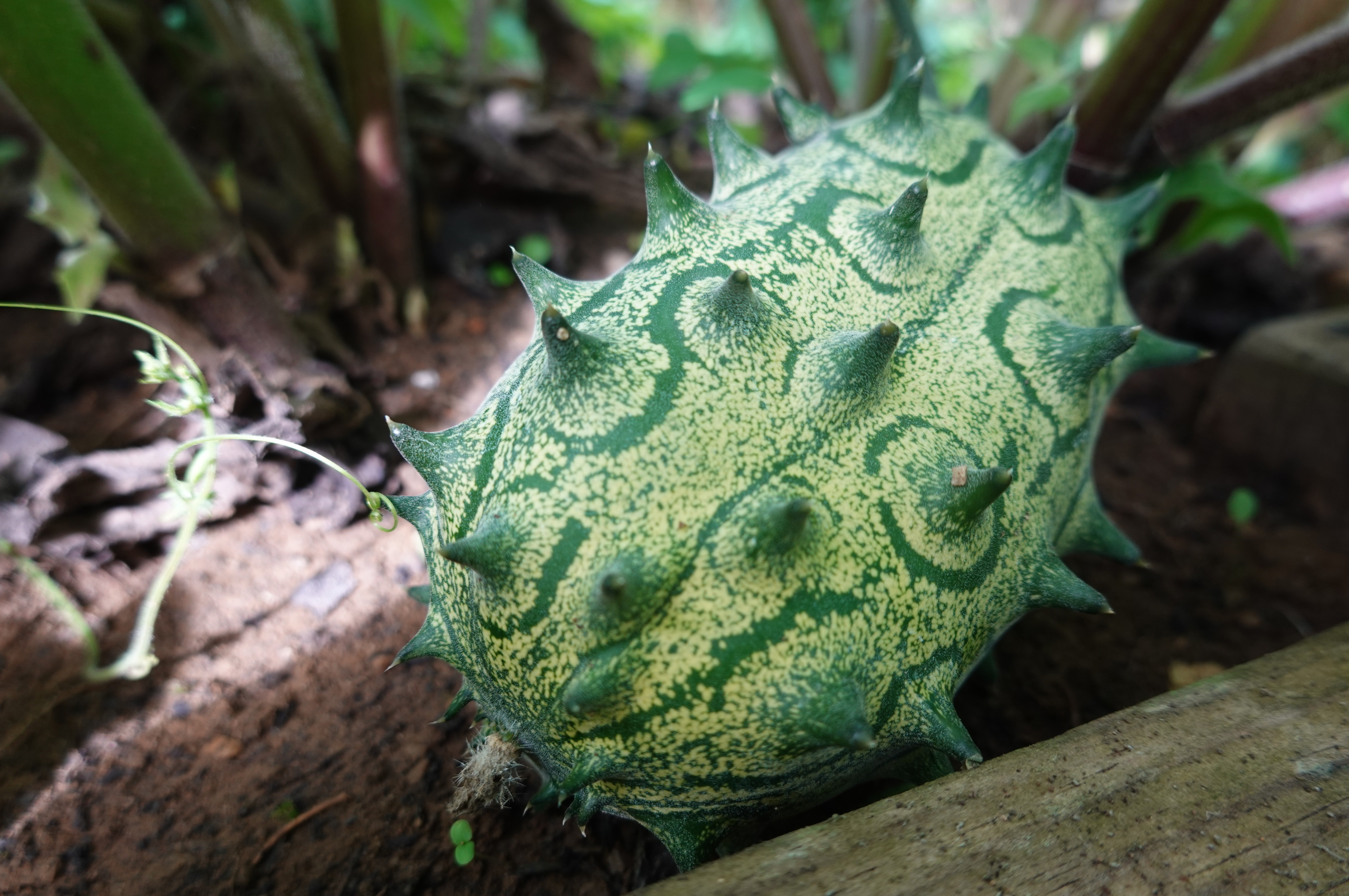 Kiwano passe du vert au orangé lors de la pousse