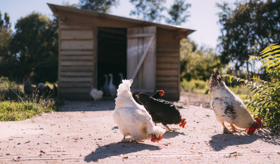 Un poulailler à l'ombre ne surchauffe pas en été 
