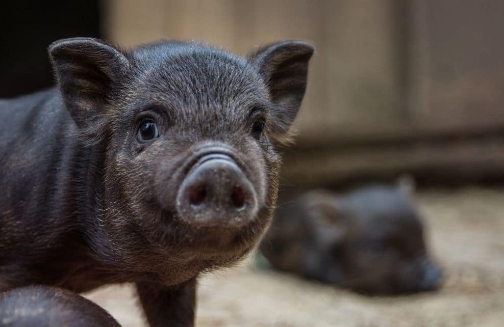 6 choses que vous ne soupçonniez pas à propos du cochon nain vietnamien