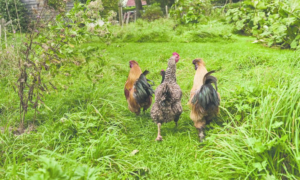 Gratter, retourner, picorer, les poules sont très utiles au printemps pour préparer le potager 