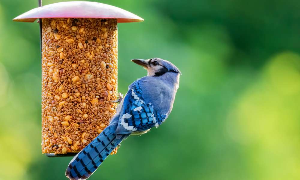 Une mangeoire tubulaire, pour les oiseaux les plus acrobates 