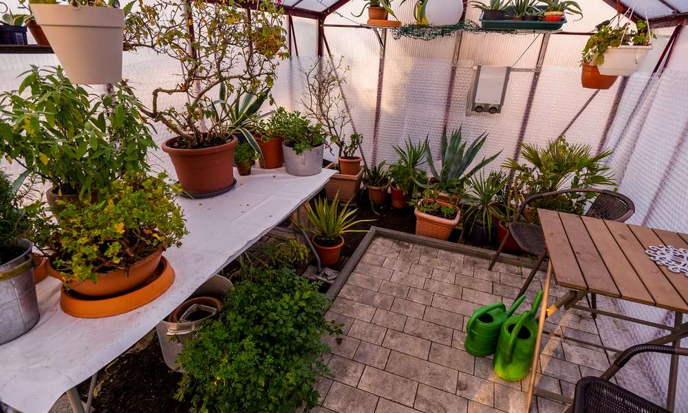Plantes hivernées ou potagères, tout le monde doit être bien soigné ! 