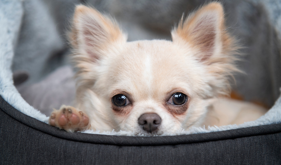 Gros plan sur un chiot chihuahua blotti dans son panier