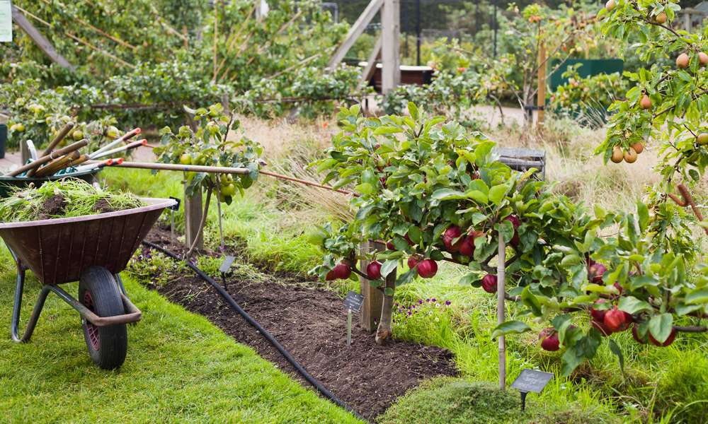 La présence de plusieurs fruitiers côte à côte facilite la pollinisation 