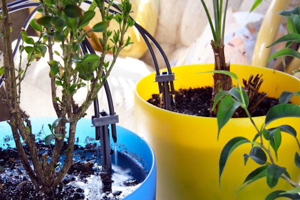 Comment bien arroser les plantes en pots ? - Gamm vert