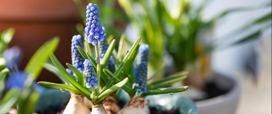 On électrise vos jardinières