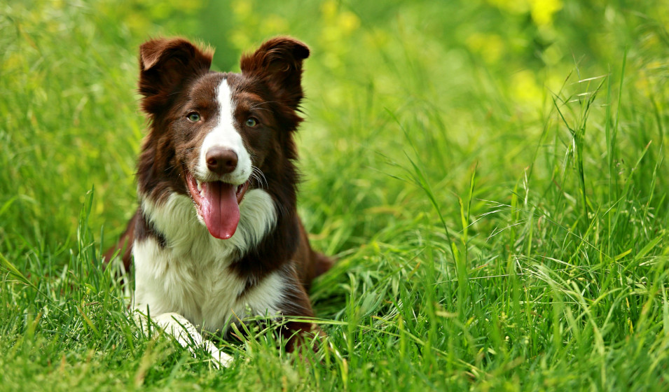 distributeur croquettes chien 1