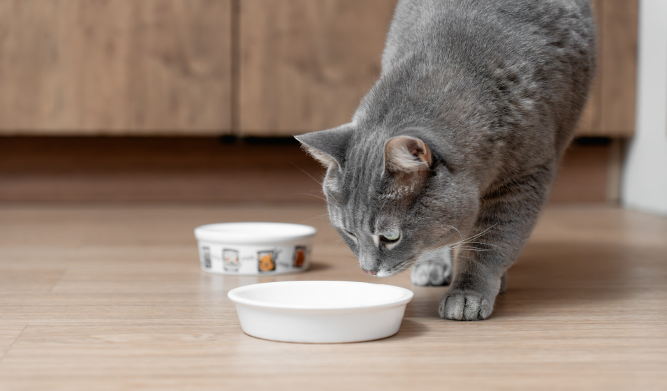 Bien nettoyer la gamelle du chat contribue à garder un environnement sain 