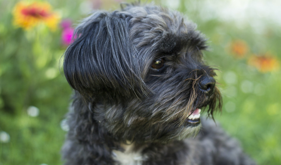 shih tzu 7