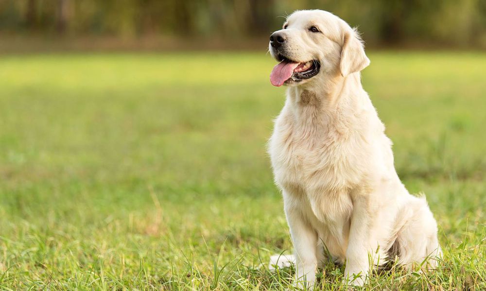 Vanille ? Melba ? Sierra ? Quel nom va le mieux Ă cette belle Golden Retriever ?