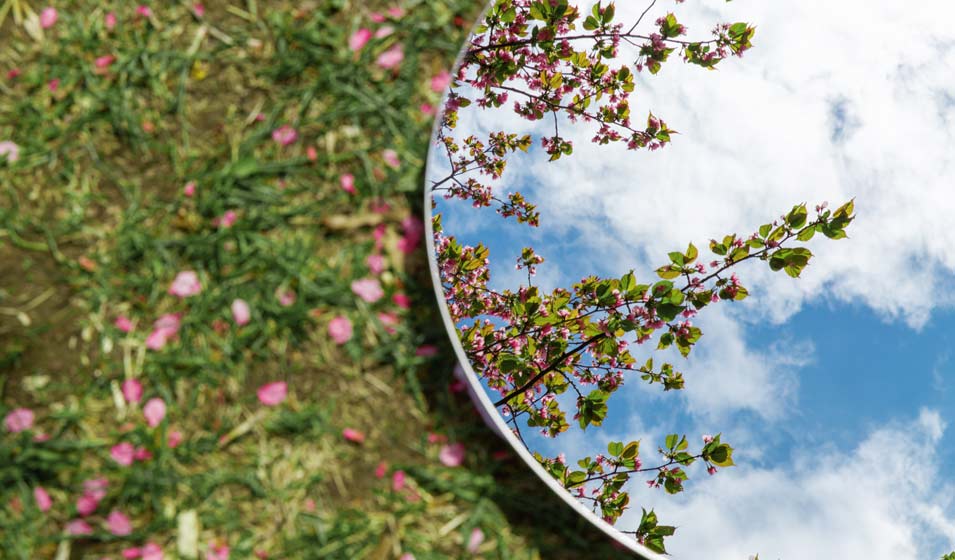 Miroir, mon beau miroir, dis-moi qui a le plus beau jardin