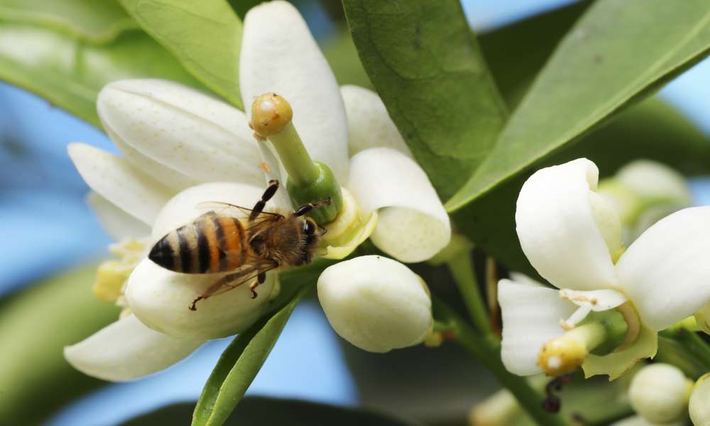 Même s’ils sont autofertiles, veillez à la présence de pollinisateurs autour des agrumes 