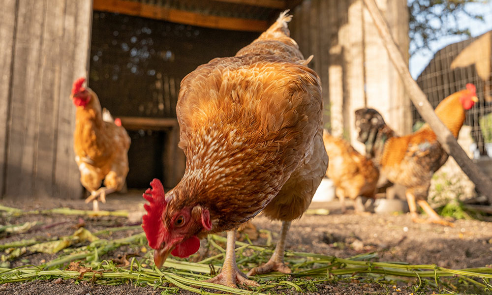 Abritez vos gallinacées 