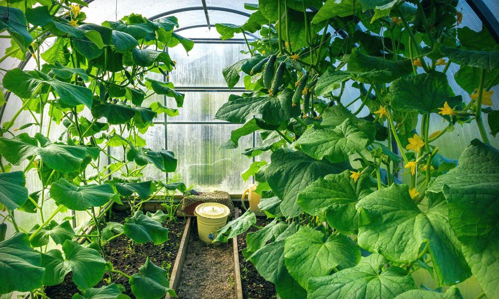 Des plantes vigoureuses sont en mesure de se défendre contre les nuisibles 