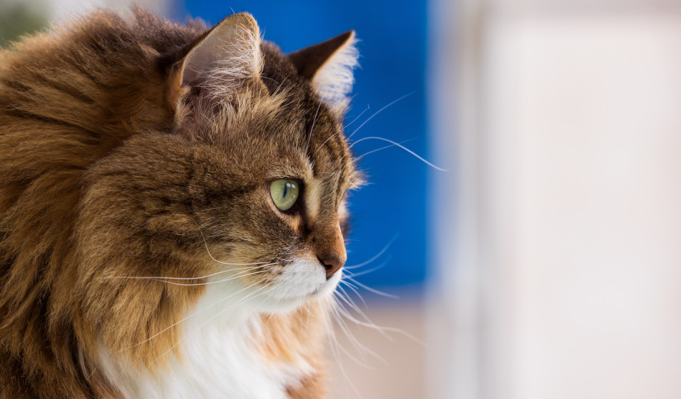 chat sibérien 7