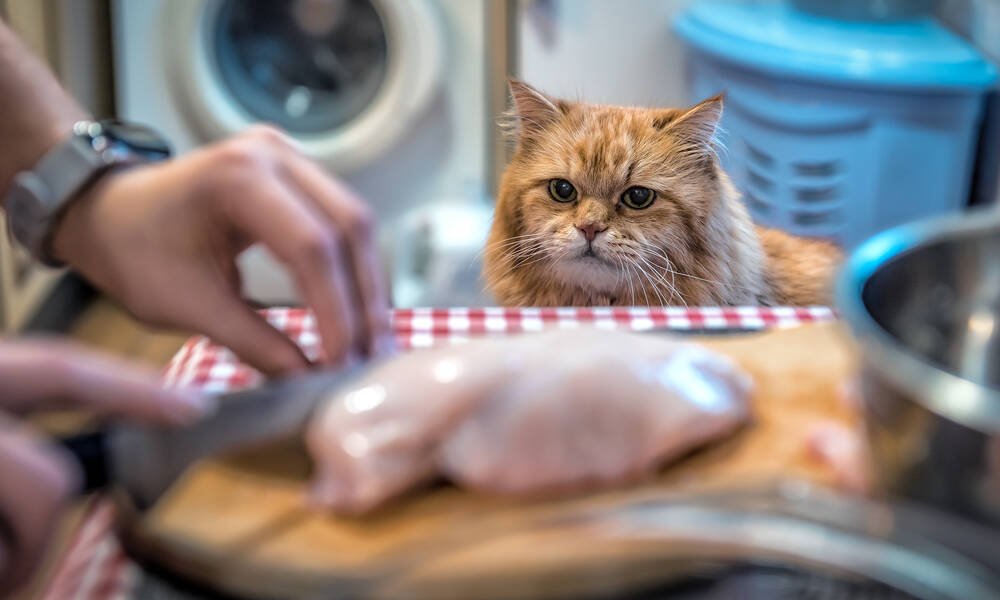 Un petit bout de blanc de poulet sans os ni peau et non assaisonné peut être donné à votre minou de temps en temps 