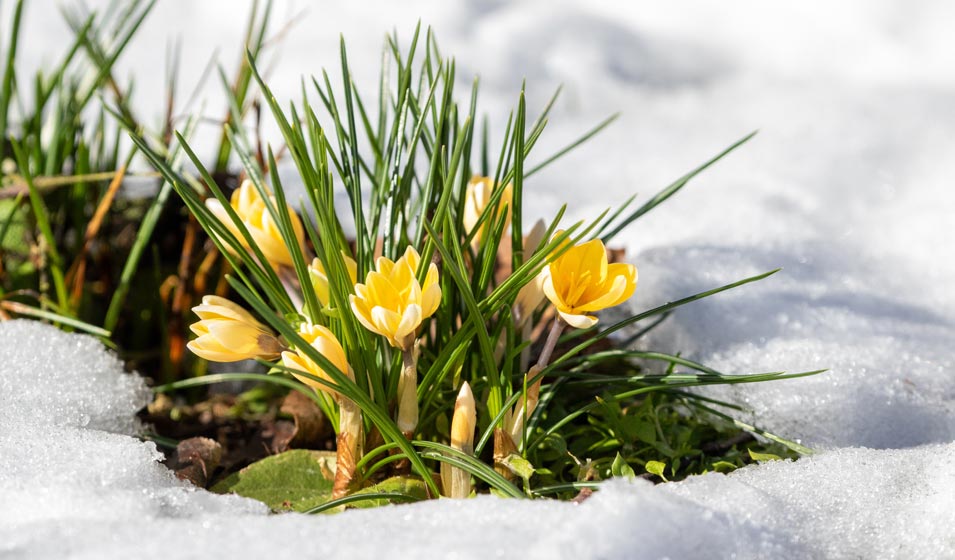 Le crocus, le bulbe pressé de fleurir
