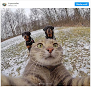 Les 9 Photos De Chats Les Plus Dr les Rep r es Sur Instagram Jardiland