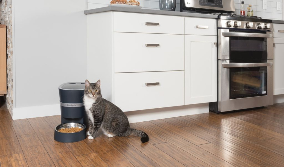 Un chat gris et blanc à côté d'un distributeur électronique connecté rempli de croquettes