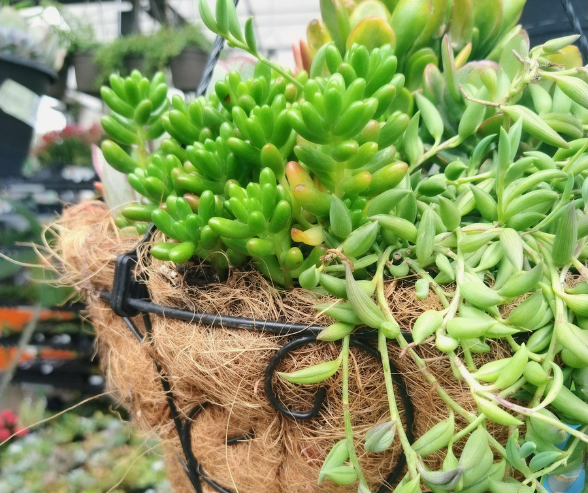 Planta Suculenta Huernia - Maceta 15 Cm, Cactus Colgante, Decorativa, Ideal  Para Interiores