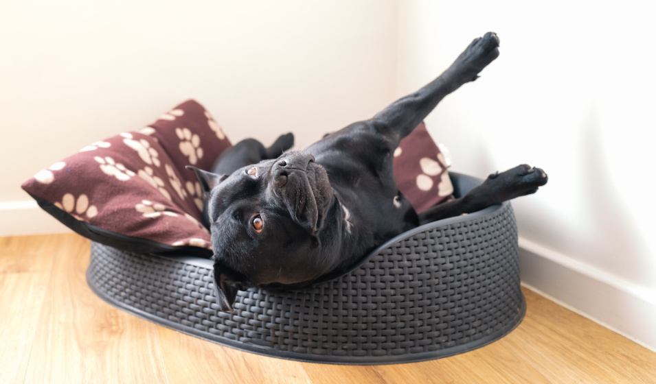 Un chien staffie couché dans une corbeille plastique sur un coussin