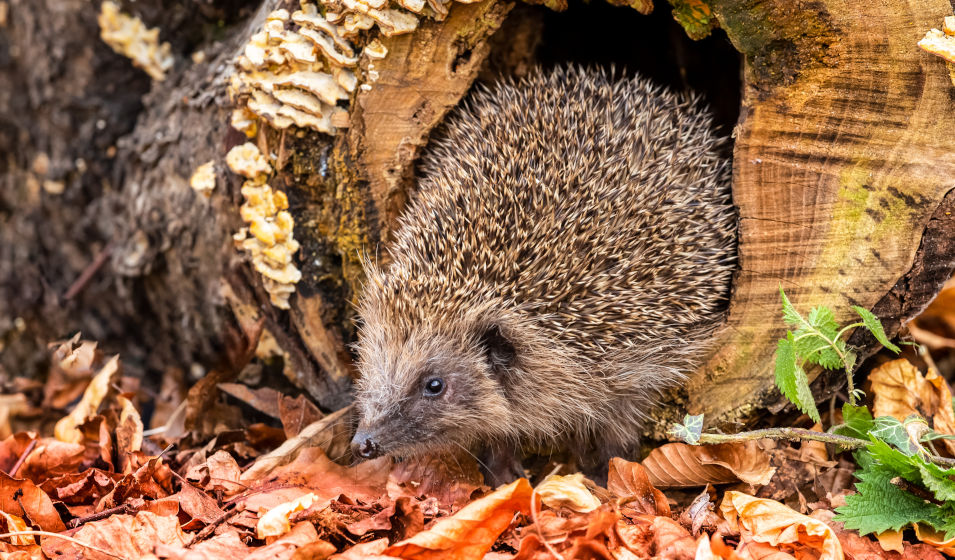 Un hérisson en automne sort de son abri naturel, un tronc d'arbre coupé