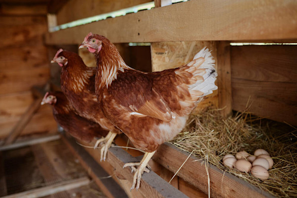 Une porte automatique permet aux poules de se mettre à l’abri dès que le jour baisse