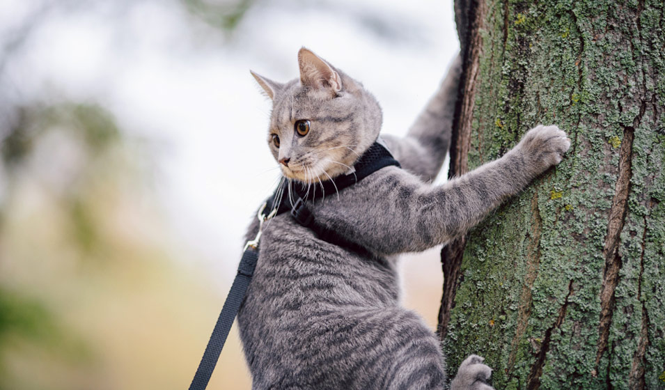 Comment choisir un harnais pour son chat ?