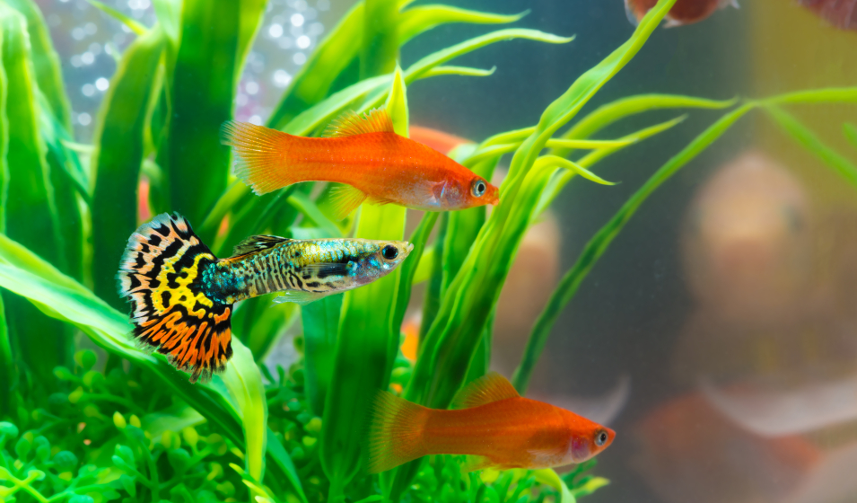 Meilleurs filtres pour aquariums : nos choix