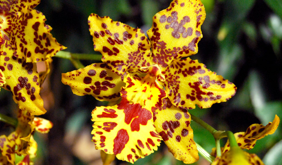 orchidée Cambria