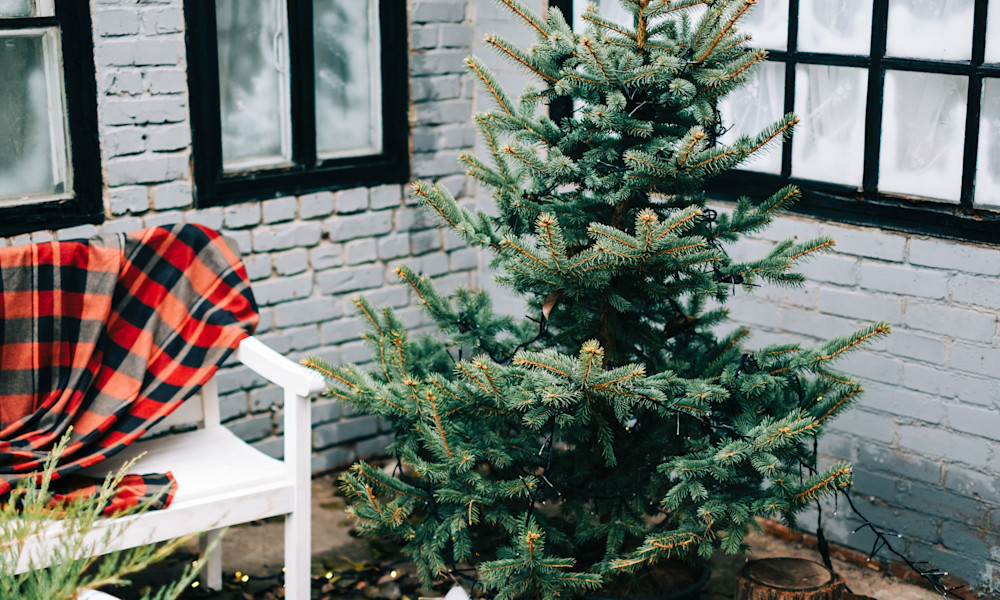 Comment choisir un sapin de Noël naturel ?