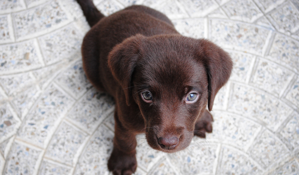 chiot