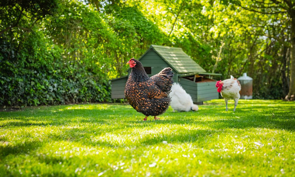 Un terrain ombragé pour des poules au frais même l’été