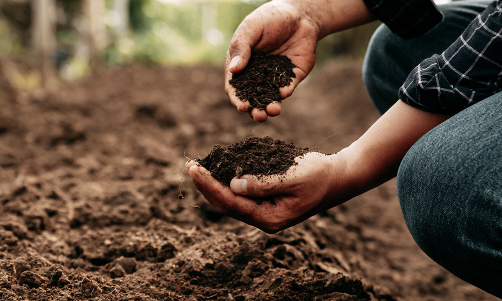 Prêt à cultiver avec succès ! 