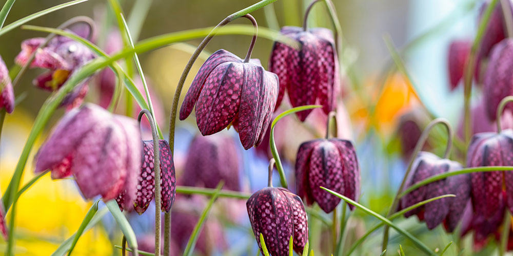 La fritillaire méléagre